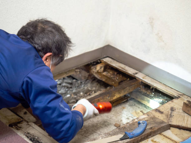 Best Black Mold Removal  in Pawhuska, OK