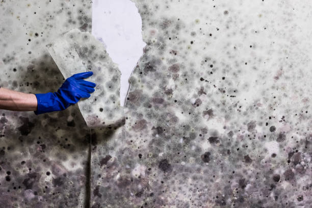 Pawhuska, OK Mold Removal Company