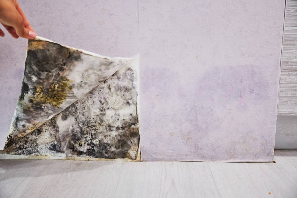 Best Affordable Mold Removal  in Pawhuska, OK